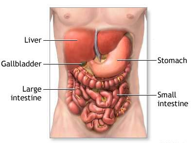 hydrochloric acid in the stomach