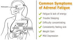 adrenal stress test