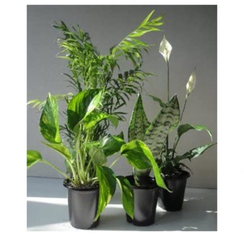 Air Filtering Plants